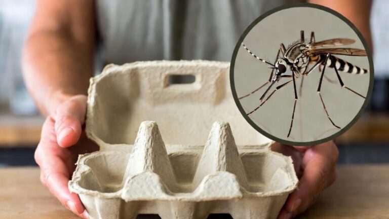 Cette astuce maison avec des emballages d’œufs éloigne les moustiques pour de bon…