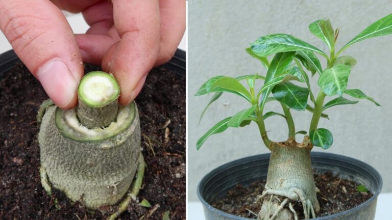 Cette astuce méconnue transforme vos Adenium obesum en véritables œuvres d’art…