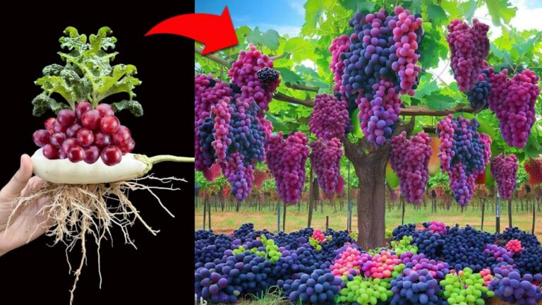Cette astuce méconnue transforme vos aubergines en fruits étonnants…