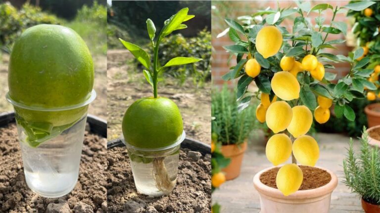 Cette astuce magique transforme vos fleurs en citrons juteux… Découvrez le secret !