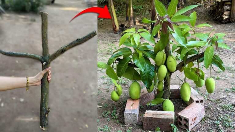 Cette astuce surprenante avec l’aloe vera fait mûrir vos manguiers en un rien de temps…