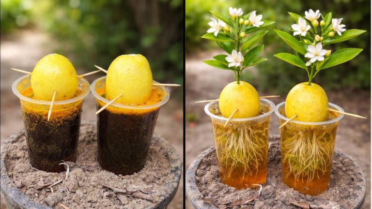 Cette méthode inédite transforme un citron en plante d’intérieur fascinante…