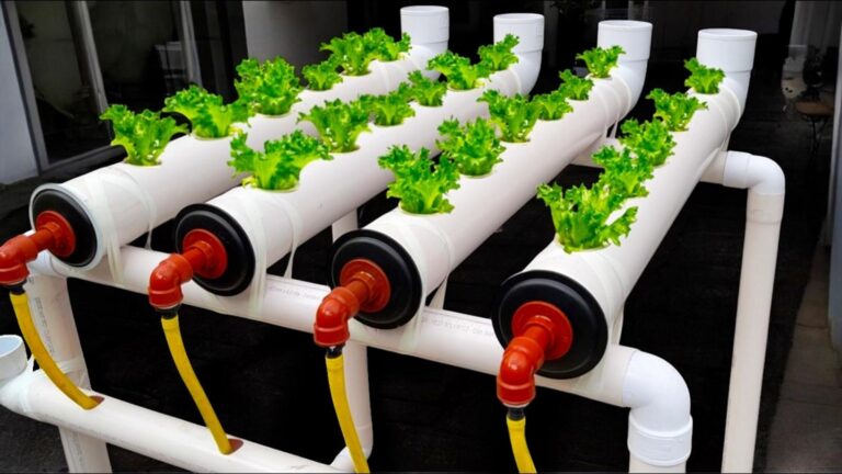 Cette technique méconnue pour l’hydroponie va transformer votre potager en un vrai jardin d’Eden…