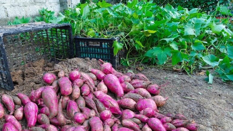 Cette astuce gourmande transforme des bananes en un dessert sans sucre…