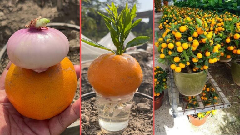 Cette astuce méconnue fait pousser des oranges délicieuses sans semences…
