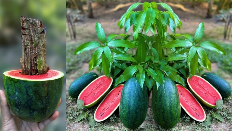 Une astuce déconcertante pour fusionner mangue et pastèque… le secret de l’aloe vera !